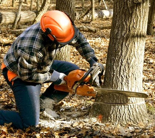 Tree Removal in Parkersburg, IL